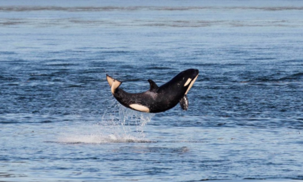 Baby Whale Jumps for Joy After Escaping Death