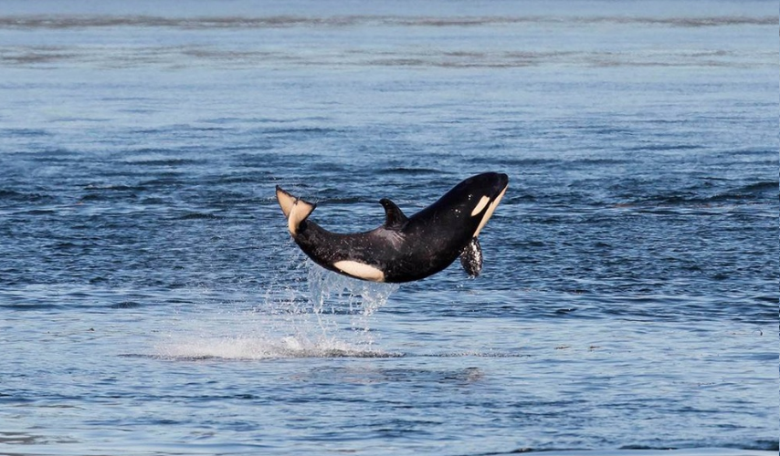 Baby Whale Jumps for Joy After Escaping Death