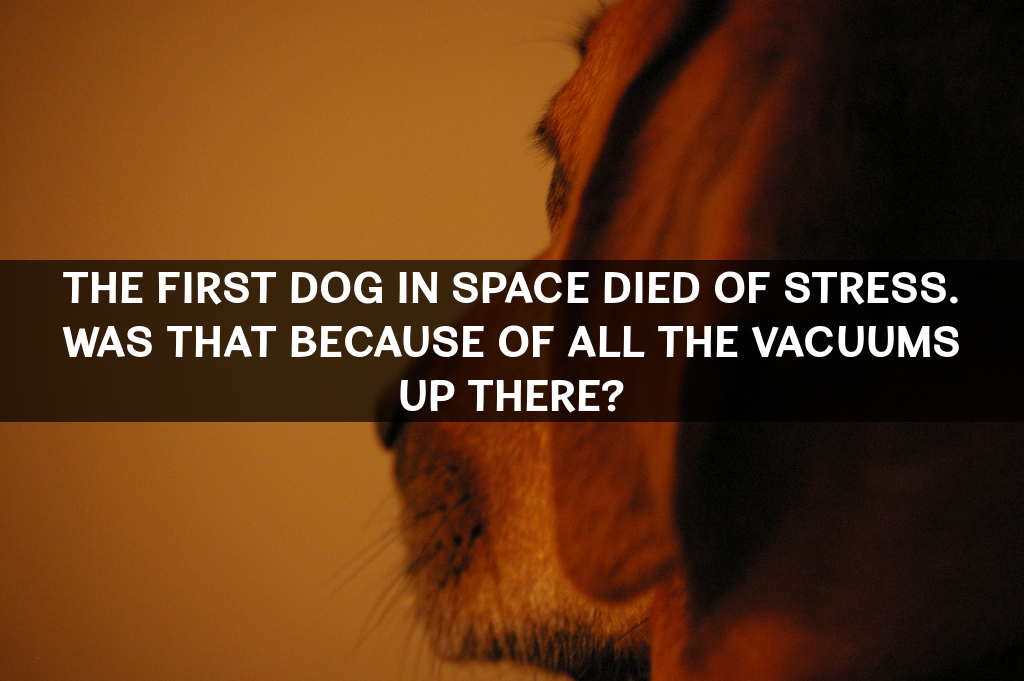 dog-space-vacuum