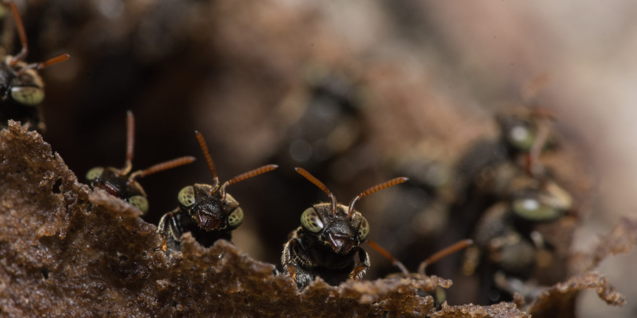 How a 14th Century Warlord Gained Courage from an Ant